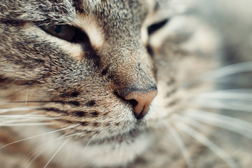 Wall Mural - Close up Portrait of beautiful Tabby Cat - Pet care