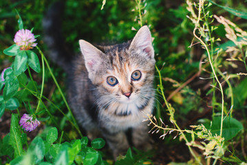 Wall Mural - Cute little kitten playing in the green grass - tabby cat