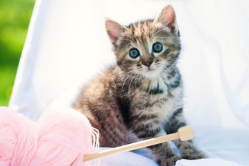 Wall Mural - Cute little kitten playing with knitting - tabby cat