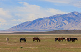 Fototapeta Konie - Majestic Wild Horses in Utah in Summer