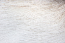 Wool Of A White Dog. Texture White Animal Fur.