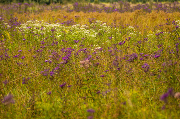 Field Of Soft Wildflowers