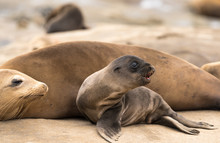 Sea Lion Pup And Mom Sitting On The Cliffs In La Jolla, California, USA