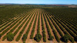 plantação vista aéreas de fazenda Agro
