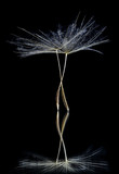 Fototapeta Dmuchawce - Dandelion Seeds resembling ballet dancers on the stage, Macro Shots