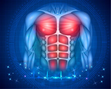 Muscles Of The Human Body, Fit Torso And Arms, Beautiful Colorful Illustration On An Abstract Blue Background And Normal Cardiogram At The Bottom.