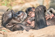 Portrait Of Mother Chimpanzee With Her Funny Small Baby