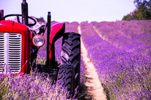 Lavender Farm In South London With A Red Tractor For Contrast Colour