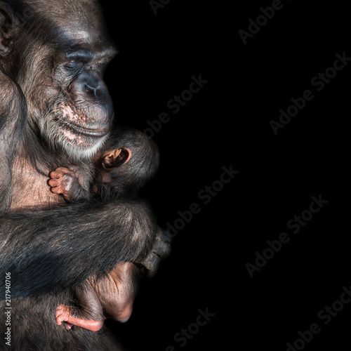 Plakat Portret macierzysty szympans z jej śmiesznym małym dzieckiem przy czarnym tłem