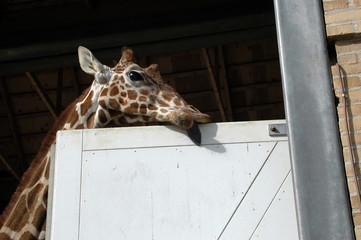 Giraffe in captivity