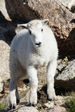 Fototapeta  - Wild Mountain Goats of the Colorado Rocky Mountains