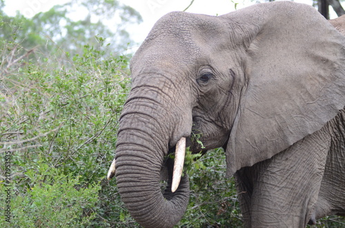 Plakat Afrykański słoń ma lunch w Kruger parku