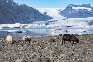 Wall Mural - Sheep in front of Heinabergsjokull glacier and its Ice lagoon in south Iceland