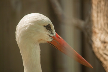 Stork