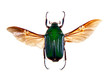 Green beetle on the white background
