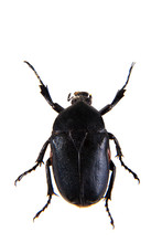 The Black Beetle On The White Background