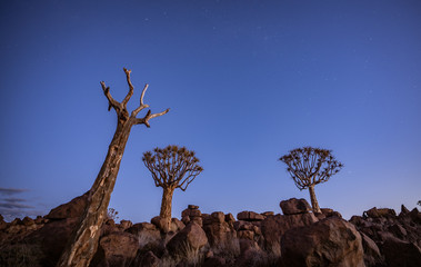 Wall Mural - Quivertrees are unique to Namibiaq