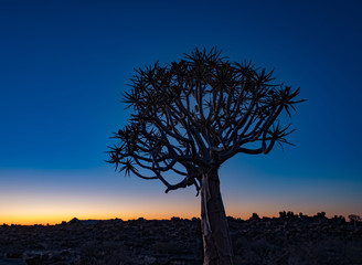 Wall Mural - Quivertrees are unique to Namibiaq