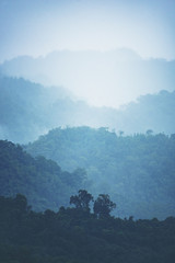Wall Mural - tropical forest layers