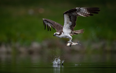 Wall Mural - Osprey Catching a Fish