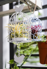 Wall Mural - Tillandsia in bird cage decoration in the small garden at balcony