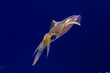 Bigfin reef squid floats in blue water in a diagonal position. It has bright colors all over its body. It has winged fins on its back. It has a single black eye.
