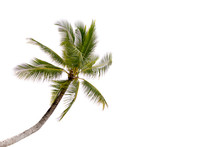 Coconut Palm Tree Isolated On White Background.