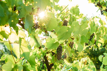 Many grapes wine on the vine that is hanging under the plant for concept design, Beautiful grape farm for tourism in vintage tone