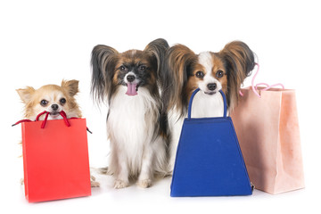 Poster - little dogs and shopping