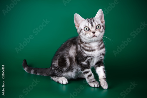 Studio Photography Of An American Shorthair Cat On Colored