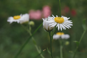 White daisy flowers in the garden. Beautiful nature scene, summer background. First spring flower on the yard.