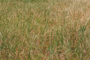 Fresh green and yellow wild grass in the field. Summer or autumn background.