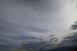 Fliegende Luftballons
