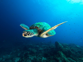 Wall Mural - Green sea turtle