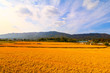 golden ripe rice field in Korea