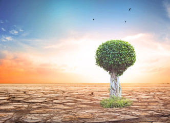 Wall Mural - world environment day concept:dry cracked land with dead tree and sky in background a concept of glo
