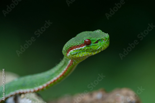 Zdjęcie XXL Pope&#39;s Green Pitviper snake