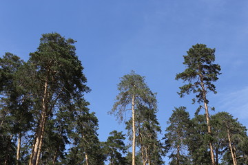 Large green pines. Against the backdrop of a bright, blue sky. Clean air and beautiful nature.