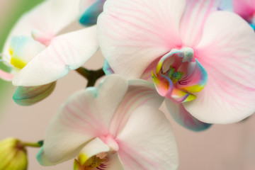 Fotomurales - Beautiful orchid background