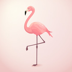 Plakat ptak natura ładny flamingo