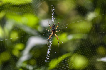 Spider and net