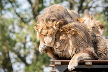 Cuddling Lions