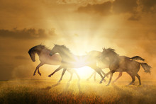 Herd Of Four Horses Run At The Orange Sunset Background