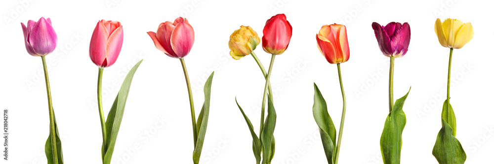 Flowers. Row of beautiful colorful tulips isolated on white background - obrazy, fototapety, plakaty 