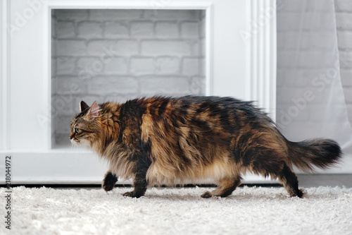 Side View Picture Of A Walking Big Fluffy Cat In A Bright Room Buy This Stock Photo And Explore Similar Images At Adobe Stock Adobe Stock