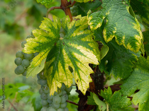 Fotomural Interveinal chlorosis caused by iron or nitrogen deficiency on a grape vine with grapes