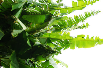 Poster - banana plant leaf texture