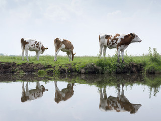 red and white calves in green grassy meadow reflected in water of dutch canal in holland