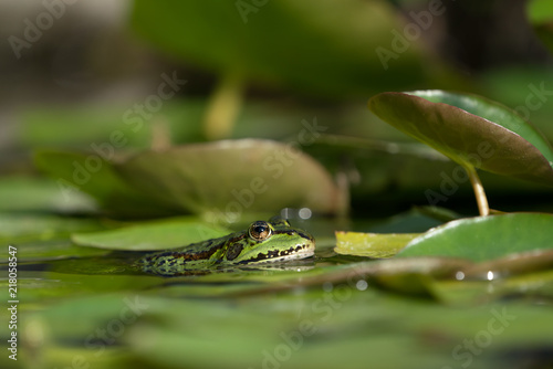 Plakat Zielona Europejska żaba w wodzie między niektóre lelui liśćmi z pięknym późnym popołudniowym światłem