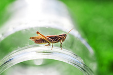 A Grasshopper On A Green Grass Background Close. A Grasshopper Sits On A Glass Jar .